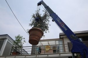 オリーブ空を飛ぶ！　シンボルツリー　屋上緑化