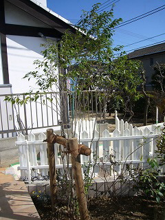 植栽施工例 ハイノキ 灰の木 ガーデニングリフォーム